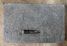 Beau Rostre de Bélemnite sur