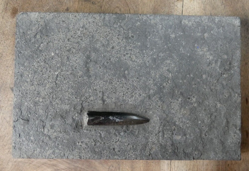 Beau rostre bélemnite - beau,
