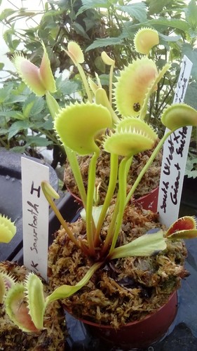 Plantes carnivores dionaea - plantes,
