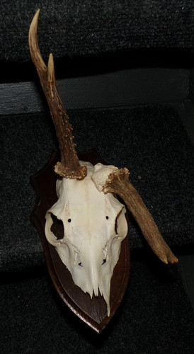 Superbe trophee chasse - trophee,