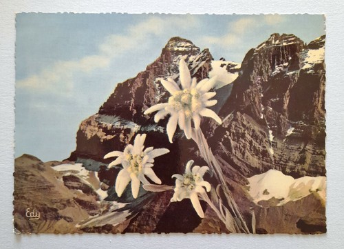 Carte postale edelweiss ou - carte,