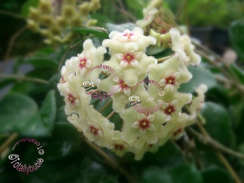 Bouture cutting hoya cv - ,