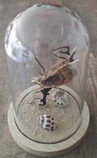 curiosité , taxidermie : Vie