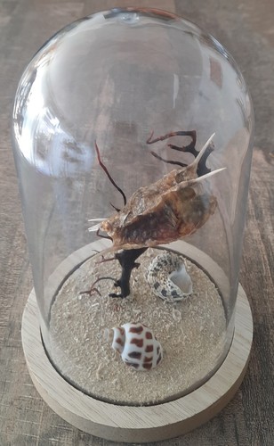 Curiosité taxidermie vie - taxidermie, :