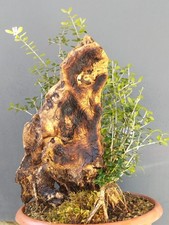 Bonsaï olivier 54 x 32 cm tronc majestueux sculpté dans la nature petites...