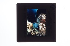Jacques-Yves Cousteau promo photo 35mm slide #16