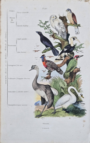 Gravure aquarellée xixe - aquarellée,