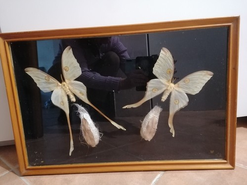 Papillons comète - papillons, de