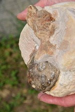 bloc avec une ammonite