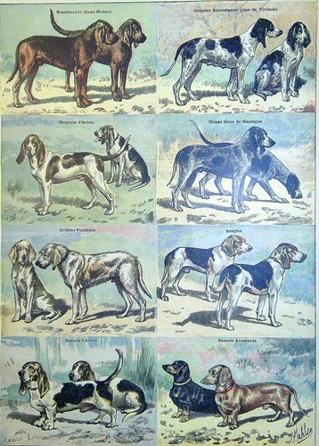 Gravure presse les - gravure, chiens