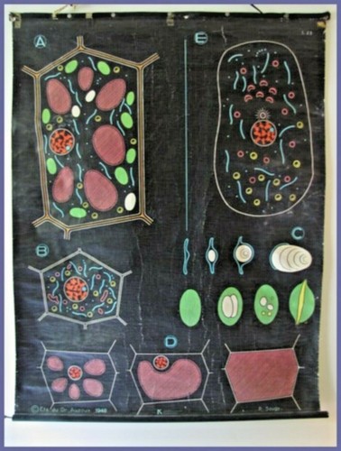 Affiche scolaire planche - scolaire,