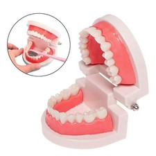 Dentaire Orthodontie Modèle