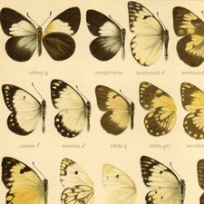 Adalbert Seitz Papillons Pieris Décoration - Lithographie Entomologie