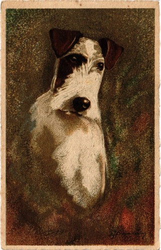Cpa fox terrier dogs - ak,