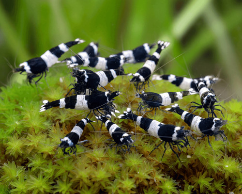 Lot crevettes panda - 10,