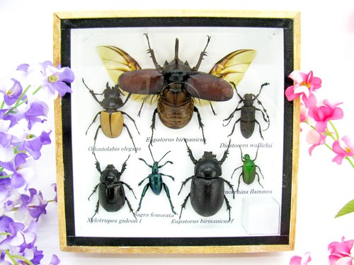 Insectes exotiques réel - insectes, 3d