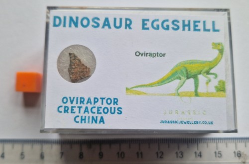 Véritable dinosaure coquille - véritable,