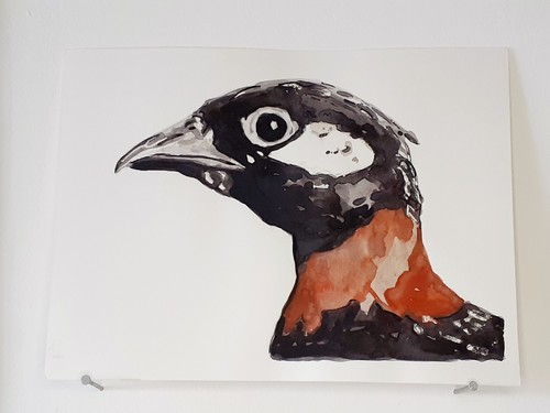 Francolin noir aquarelle - francolin,