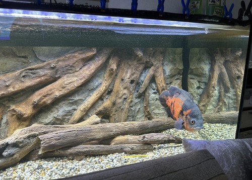 Aquarium complet - aquarium,
