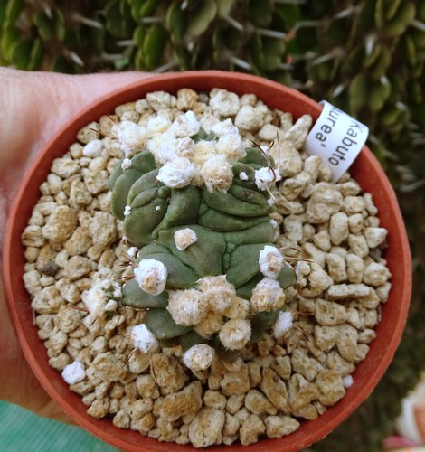 Astrophytum asterias ruri - astrophytum,