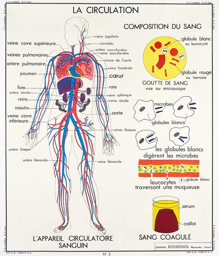 Carte corps humain anatomie - ,