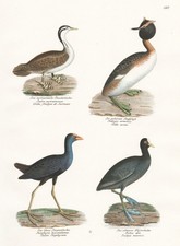 Canard Aquatique Plongeur Oiseaux Poules Lithographie Brodtmann 1830