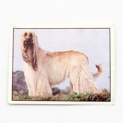 Autocollant panini animaux - panini,