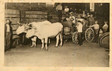 Carte Agriculture Les VENDANGES Déchargement du raisin Attelage de Boeufs