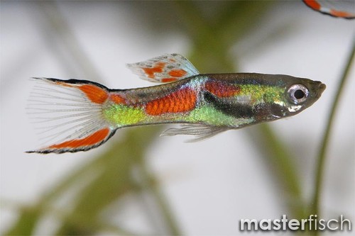 Guppy endler souche - endler,