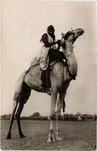 Niger chameau selle - niger,