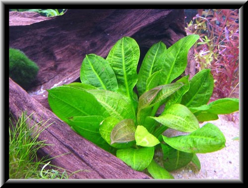 Echinodorus mini 12cm - , 8/12cm