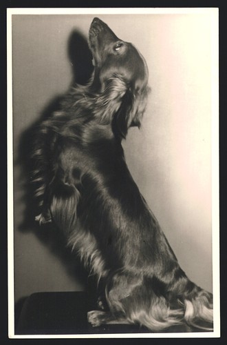 Photographies teckel - de,
