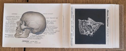 Anatomie des kopfes charles - anatomie,