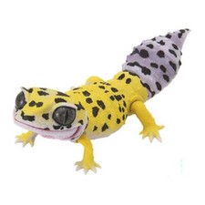 Japan Q Leopard gecko lizard