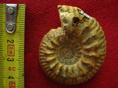 Ammonite oxfordien - l'oxfordien,