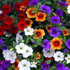 200Pièces graines de pétunia