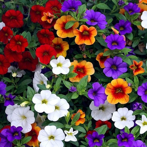 200pièces graines pétunia - graines, de
