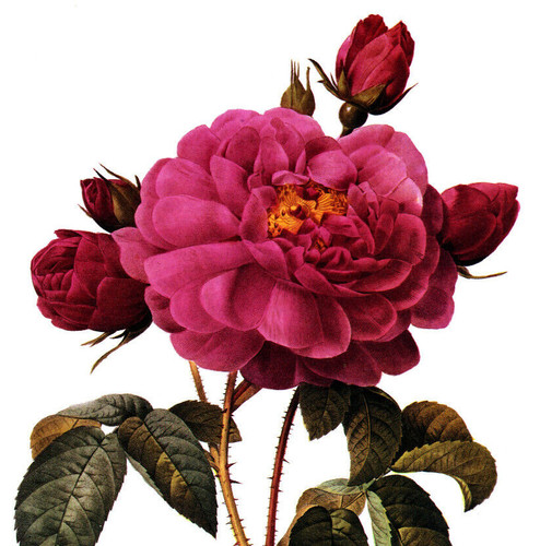 1990 Vintage Print Rose Flower