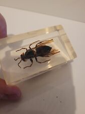 Presse papier résine inclusion Frelon - insecte véritable