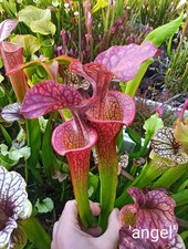 Sarracenia 'Angel' Carnivorous