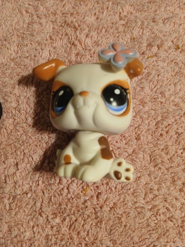 Petshop chien dog big - petshop,
