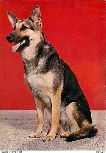 Carte postale animaux - carte,