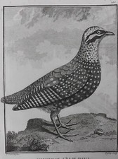 FRANCOLIN ILE MAURICE GRAVURE