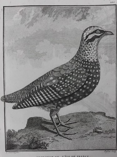 Francolin ile maurice gravure - ile,