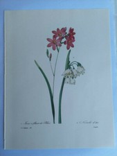 PLANCHE PJ REDOUTÉ PLUS BELLES FLEURS IXIA NIVEOLE D'ETE LANGLOIS