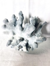 Gros Corail Bleu Des Maldives