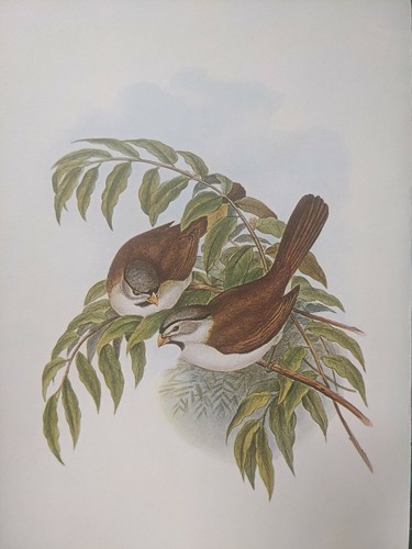 1969 oiseau imprimé - -, gris