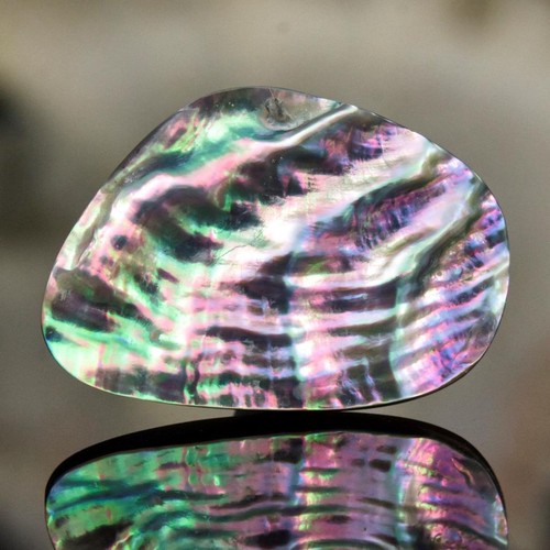 Cabochon fancy coquillage - cabochon,