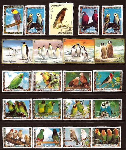 Umm kiwain oiseaux birds - el,