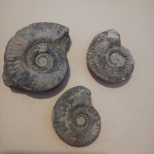 Lot de 3 ammonites fossiles